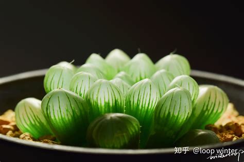 玉露 植物|从入门到精通，玉露品种介绍